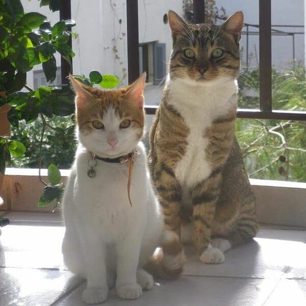 #LIFOPETS (128): Αυτά είναι τα κατοικίδιά μας