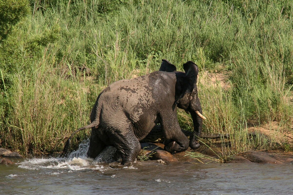 Σπάνιες εικόνες από μάχη ελέφαντα -κροκόδειλου στην Αφρική