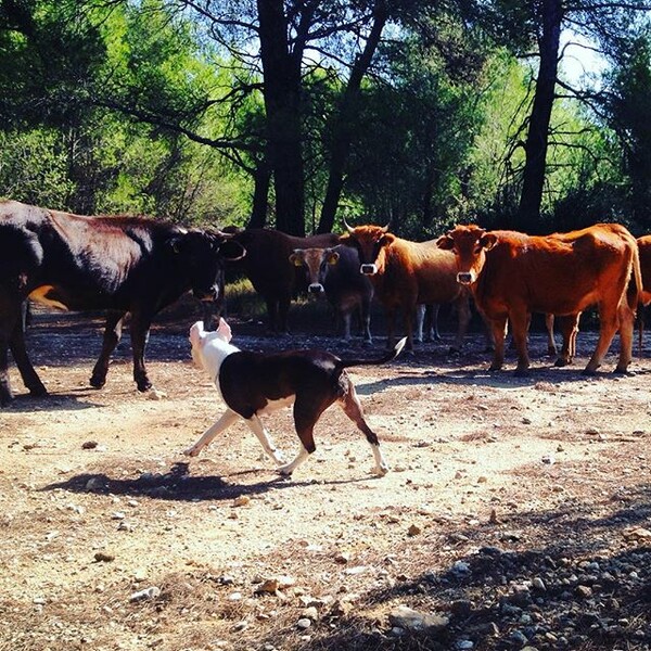 #LIFOPETS (125): Αυτά είναι τα κατοικίδιά μας