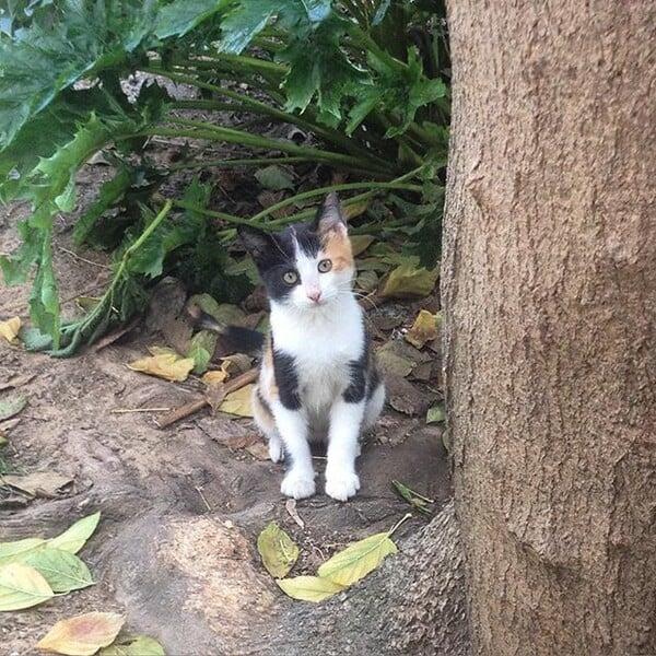 #LIFOPETS (128): Αυτά είναι τα κατοικίδιά μας