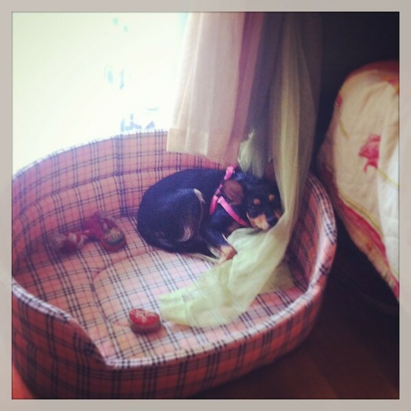 #LIFOPETS (61): Αυτά είναι τα κατοικίδιά μας
