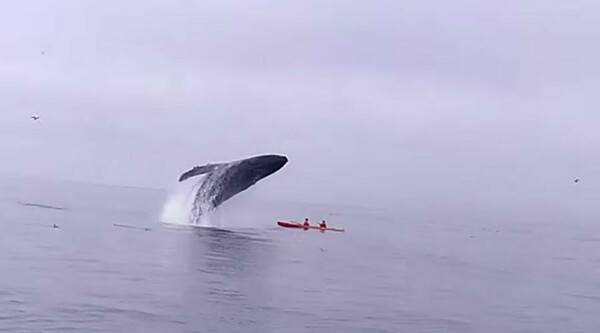 Έκαναν καγιάκ και έπεσε πάνω τους μια φάλαινα 40 τόνων