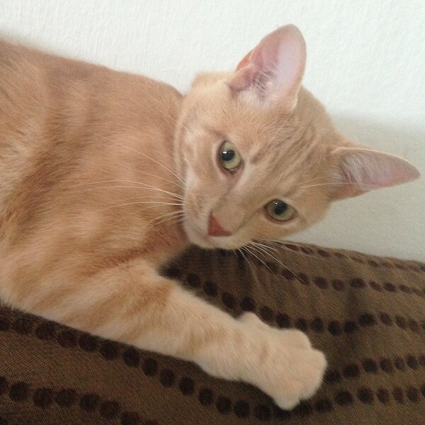 #LIFOPETS (61): Αυτά είναι τα κατοικίδιά μας