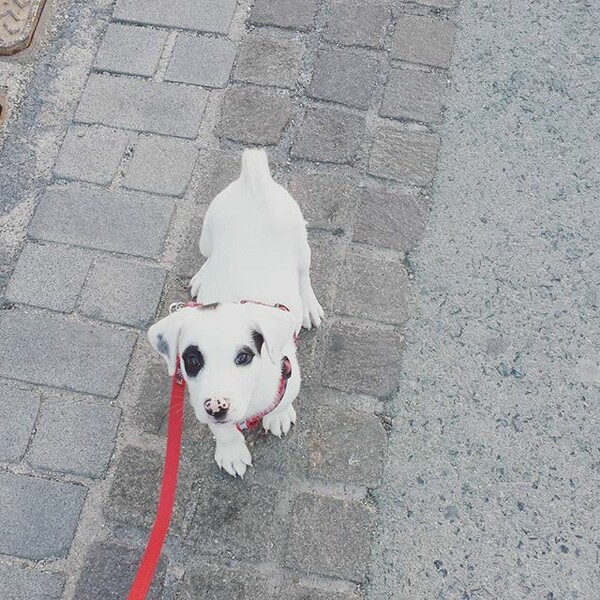 #LIFOPETS (125): Αυτά είναι τα κατοικίδιά μας