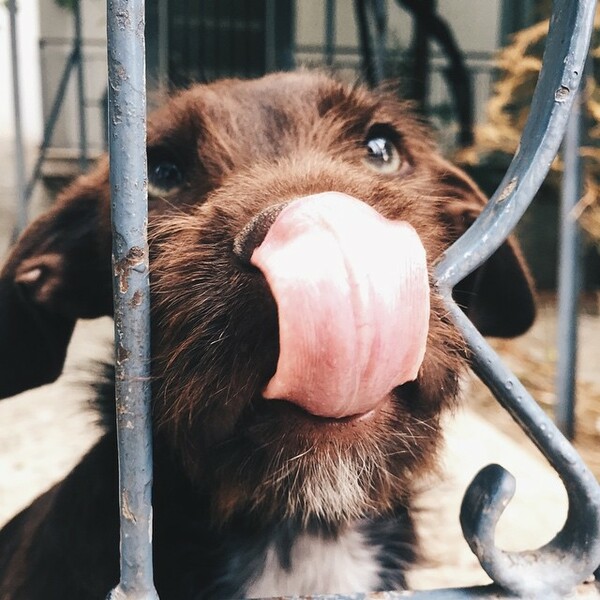 #LIFOPETS(104): Αυτά είναι τα κατοικίδιά μας