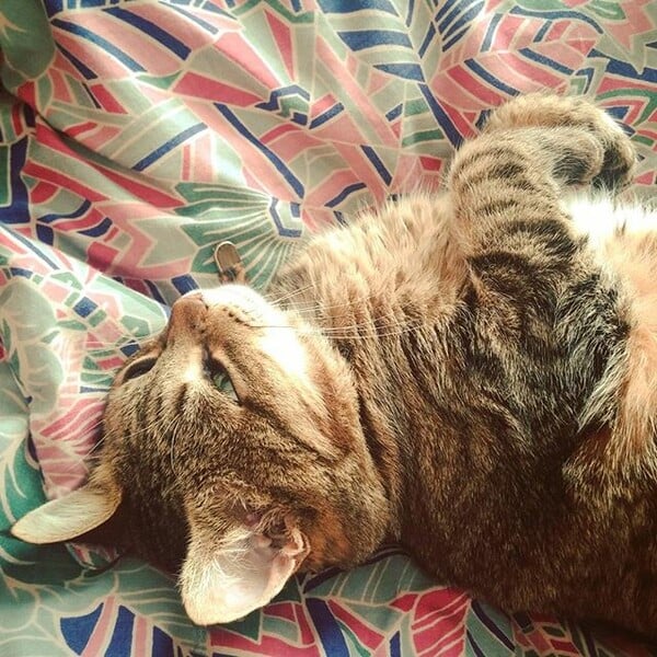 #LIFOPETS (128): Αυτά είναι τα κατοικίδιά μας