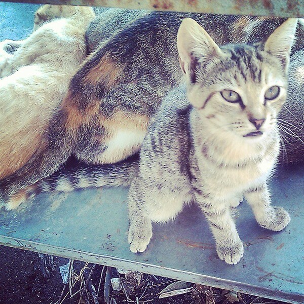 #LIFOPETS (62): Αυτά είναι τα κατοικίδιά μας