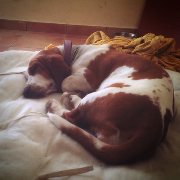 #LIFOPETS (61): Αυτά είναι τα κατοικίδιά μας