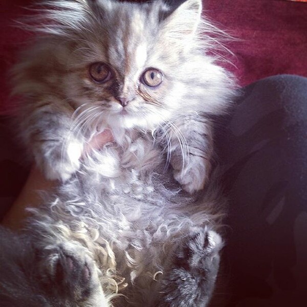 #LIFOPETS (125): Αυτά είναι τα κατοικίδιά μας