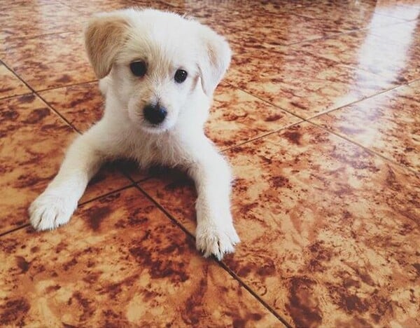 #LIFOPETS (128): Αυτά είναι τα κατοικίδιά μας