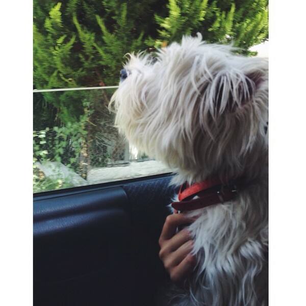 #LIFOPETS (61): Αυτά είναι τα κατοικίδιά μας