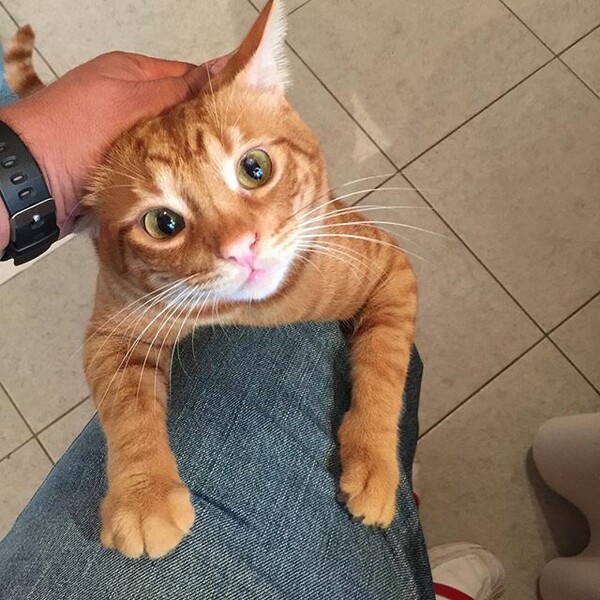 #LIFOPETS (125): Αυτά είναι τα κατοικίδιά μας
