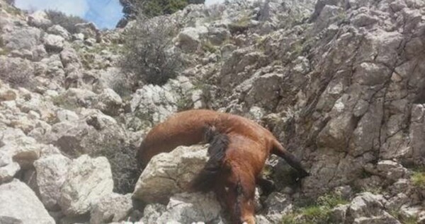Nεκρά από πυροβόλο 24 άλογα στην Κορινθία
