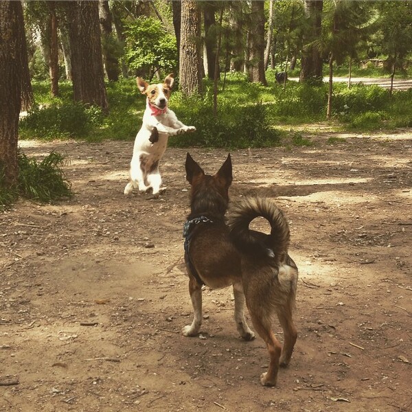 #LIFOPETS(99): Αυτά είναι τα κατοικίδιά μας