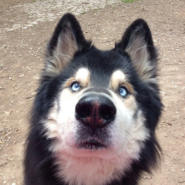 #LIFOPETS(99): Αυτά είναι τα κατοικίδιά μας
