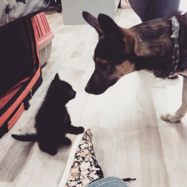 #LIFOPETS(100): Αυτά είναι τα κατοικίδιά μας