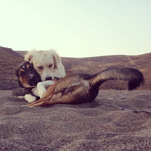 #LIFOPETS (118): Αυτά είναι τα κατοικίδιά μας
