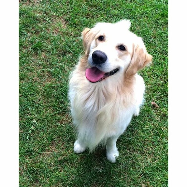 #LIFOPETS (125): Αυτά είναι τα κατοικίδιά μας