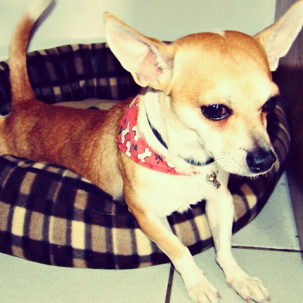 #LIFOPETS (61): Αυτά είναι τα κατοικίδιά μας