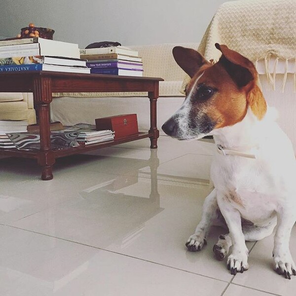 #LIFOPETS (125): Αυτά είναι τα κατοικίδιά μας