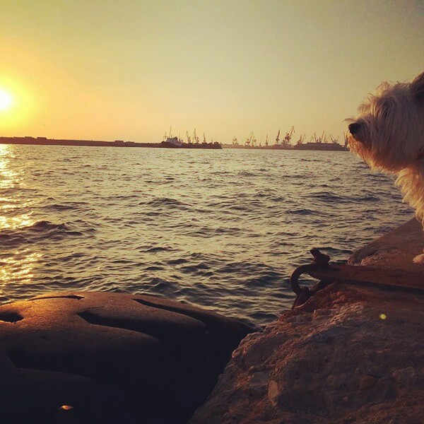 #LIFOPETS (72): Αυτά είναι τα κατοικίδιά μας