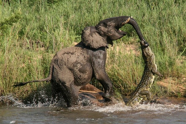 Σπάνιες εικόνες από μάχη ελέφαντα -κροκόδειλου στην Αφρική