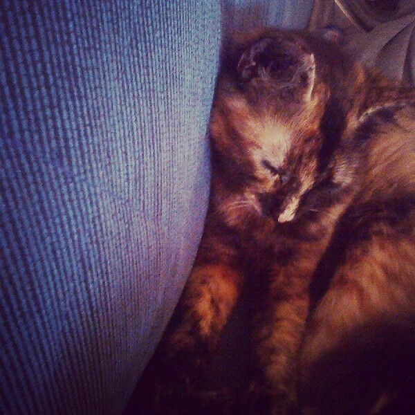 #LIFOPETS (61): Αυτά είναι τα κατοικίδιά μας