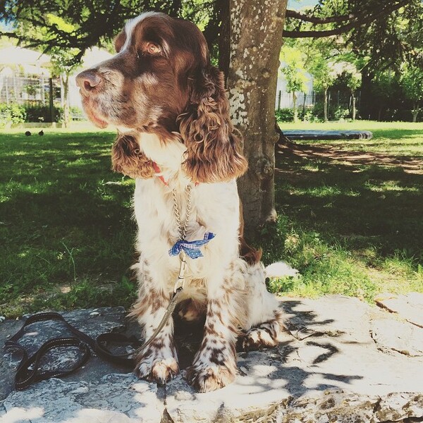 #LIFOPETS(101): Αυτά είναι τα κατοικίδιά μας