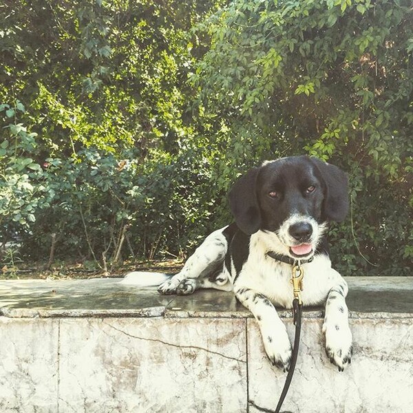 #LIFOPETS (126): Αυτά είναι τα κατοικίδιά μας