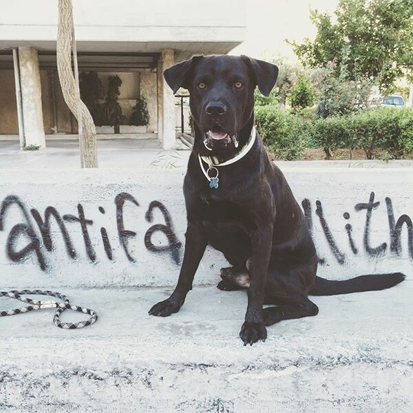 #LIFOPETS (112): Αυτά είναι τα κατοικίδιά μας