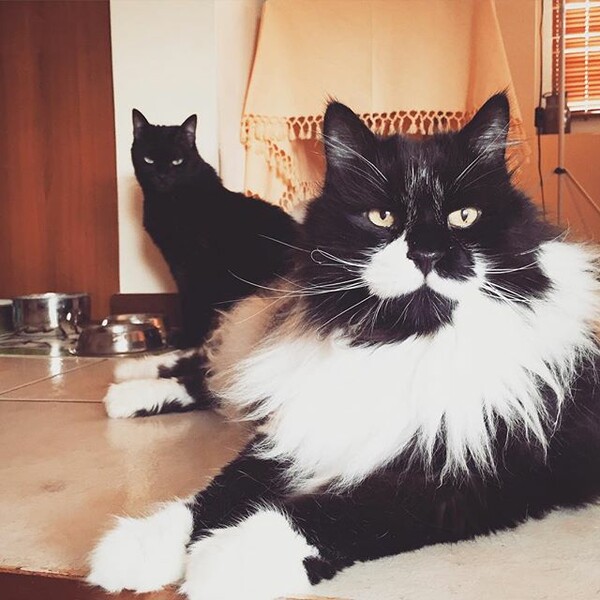#LIFOPETS (119): Αυτά είναι τα κατοικίδιά μας