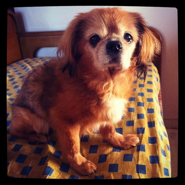 #LIFOPETS (61): Αυτά είναι τα κατοικίδιά μας