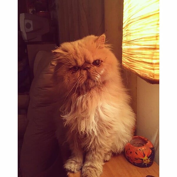 #LIFOPETS (128): Αυτά είναι τα κατοικίδιά μας