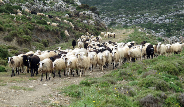 Μεγάλες ζημιές στους κτηνοτρόφους του Έβρου