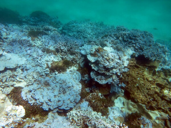 Επιδημία στα κοράλια τρομάζει τους επιστήμονες: Χάνουν το χρώμα τους και πεθαίνουν