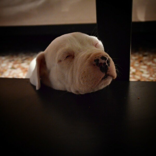 #LIFOPETS(104): Αυτά είναι τα κατοικίδιά μας