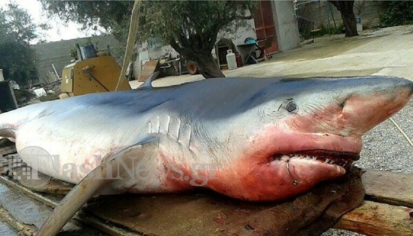 Λευκός καρχαρίας βγήκε στην παραλία Ψάθα στα Μέγαρα