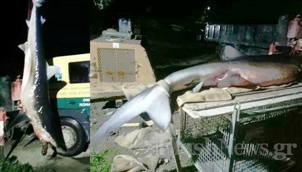 Λευκός καρχαρίας βγήκε στην παραλία Ψάθα στα Μέγαρα