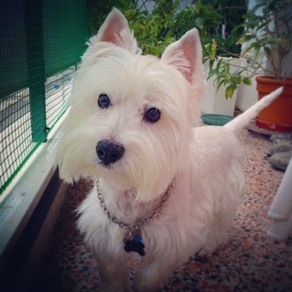 #LIFOPETS (75): Αυτά είναι τα κατοικίδιά μας