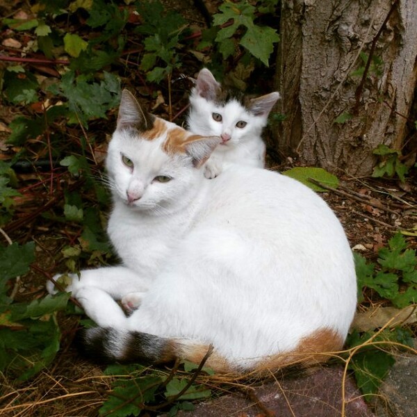 #LIFOPETS (125): Αυτά είναι τα κατοικίδιά μας