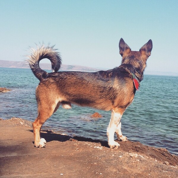 #LIFOPETS(107): Αυτά είναι τα κατοικίδιά μας