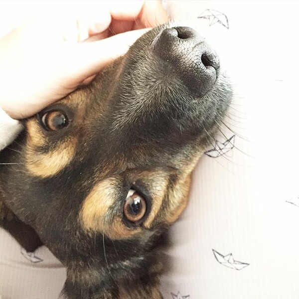 #LIFOPETS (126): Αυτά είναι τα κατοικίδιά μας