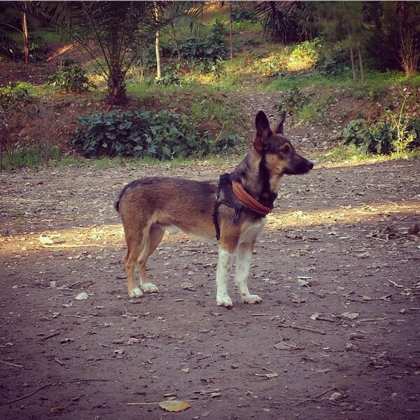 #LIFOPETS (84): Αυτά είναι τα κατοικίδιά μας