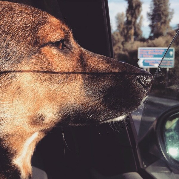 #LIFOPETS(85): Αυτά είναι τα κατοικίδιά μας