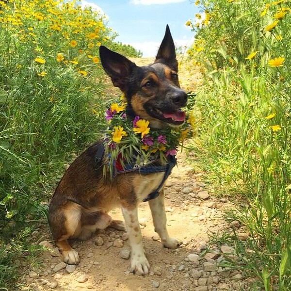 #LIFOPETS(101): Αυτά είναι τα κατοικίδιά μας