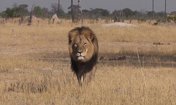 Γδαρμένο και αποκεφαλισμένο βρέθηκε ένα από τα εμβληματικότερα λιοντάρια της Αφρικής