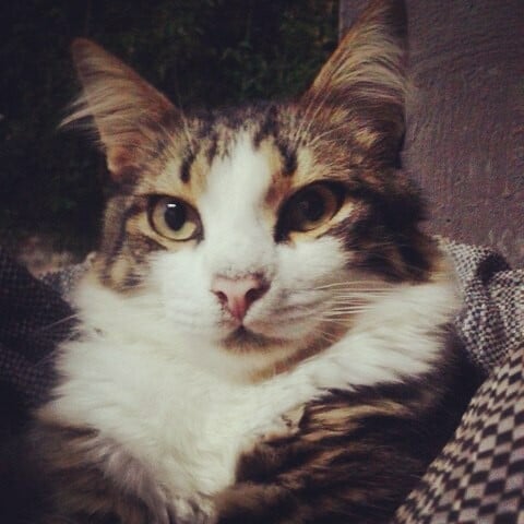 #LIFOPETS (128): Αυτά είναι τα κατοικίδιά μας