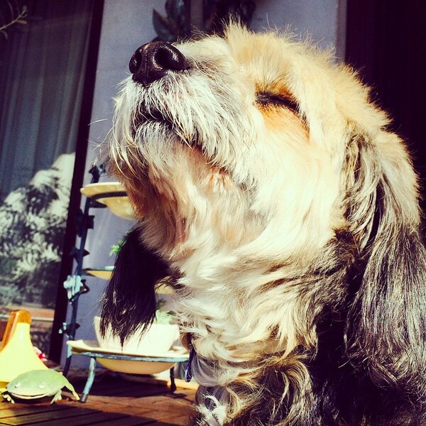 #LIFOPETS (88): Αυτά είναι τα κατοικίδιά μας