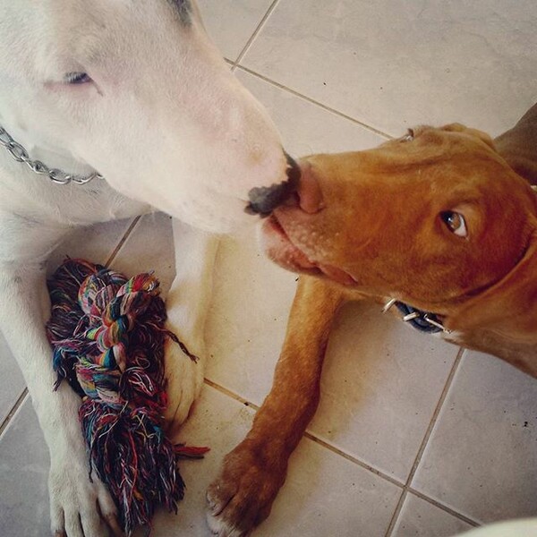 #LIFOPETS (121): Αυτά είναι τα κατοικίδιά μας