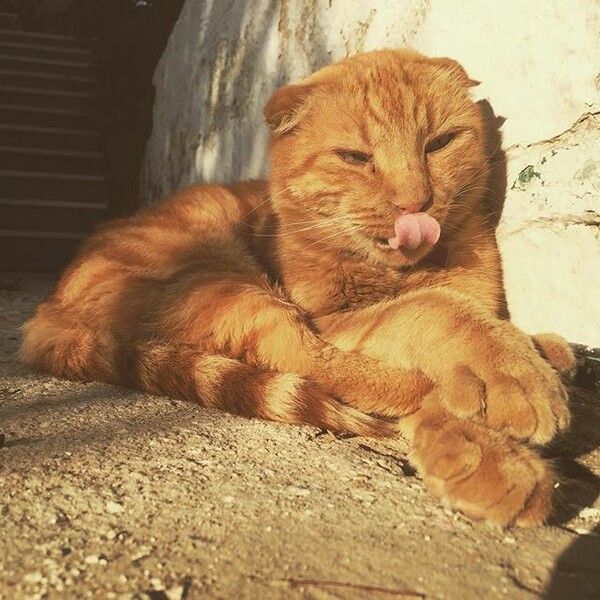 #LIFOPETS(122): Αυτά είναι τα κατοικίδιά μας